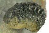 Two Multi-Toned Austerops Trilobite Fossils - Ofaten, Morocco #384228-4